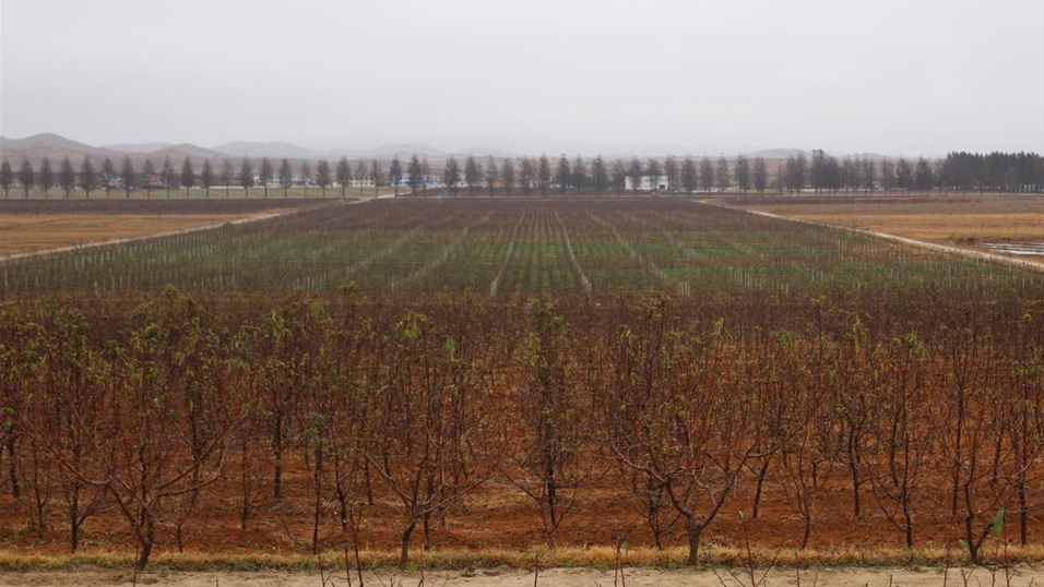 Ryulsong Orchard, Apple trees